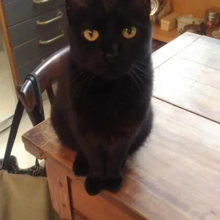 Amelia